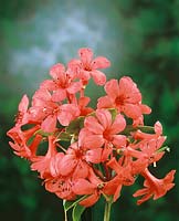 Vireya Rhododendron Pink Delight
