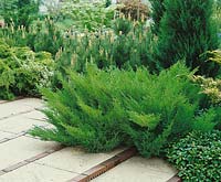 Juniperus sabina Mas