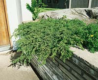 Juniperus communis Repanda