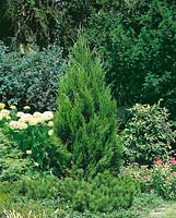 Juniperus virginiana Helle (Juniperus chinensis Spartan)