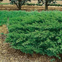 Juniperus squamata Parsonii