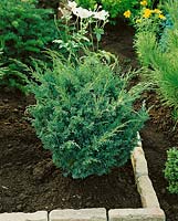 Juniperus chinensis Blaauws Varietät
