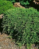 Juniperus taxifolia var. luchuensis (lutchuensis)