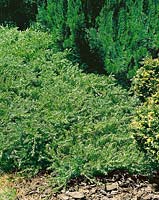 Juniperus taxifolia var. luchuensis (lutchuensis)