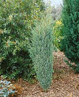 Juniperus communis Constance Franklin