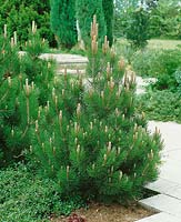 Pinus leucodermis (P. heldreichii var. leucodermis)