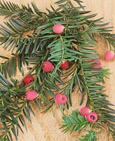 Taxus baccata Tocic fruits