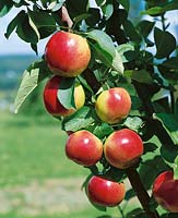 Apfel / Malus domestica Mac Excel