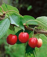 Kirsche / Prunus avium