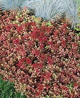 Sedum spurium Red Carpet