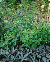 Salvia Purple Splendour