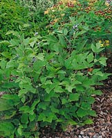 Clematis heracleifolia