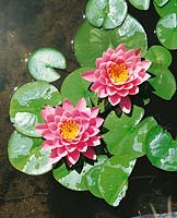 Nymphaea Perrys Pink