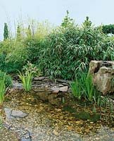 pond / perennials garden with Bambusa and Ornamental grasses
