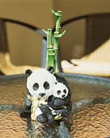 Dracaena sanderiana Lucky Bamboo