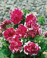 Petunia Double Rose Pirouette