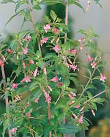 Fuchsia-Hybriden Pumilia Rose