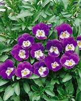 Viola-Wittrockiana-Hybriden Tinkerbell Violet with eye