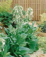 Nicotiana sylvestris Only the Lonely