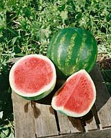 Wassermelone/Citrullus lanatus TRIPLE PRIZE