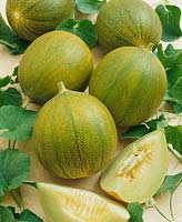 Melone / Cucumis melo Zolotistaja