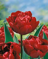 Tulipa Double Late Uncle Tom