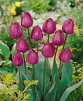 Tulipa Triumph Negrita
