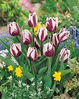 Tulipa Triumph Rems Favourite
