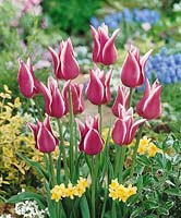 Tulipa Lily Flowered Sonnet Ballade Dream
