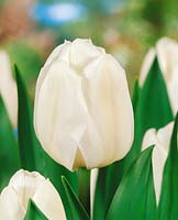Tulipa Single Late White Marvel