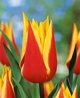 Tulipa Lily Flowered Synaeda King