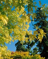 Acer saccharinum Laciniatum Wieri