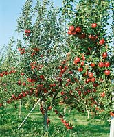 Apfelbaum mit Früchten / Malus domestica