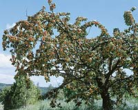 Kirschenbaum mit Früchten / Prunus avium