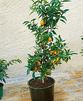 Clementine / Citrus Hybriden / Baum