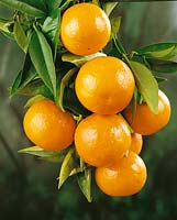 Orange / Citrus sinensis Norris Early