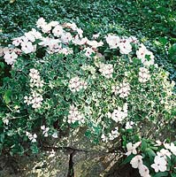 Pelargonium peltatum Exotica Cascade White