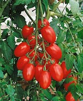 Tomate/Lycopersicon esculentum Serafino / an der Pflanze