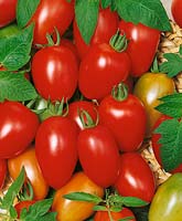 Tomate / Lycopersicon esculentum Serafino