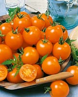 Tomate / Lycopersicon esculentum Orangino