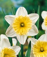 Narcissus - Large Cupped Ice Follies