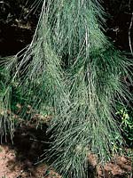 CASUARINA equisetifolia