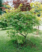 Acer Aconitifolium