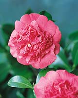CAMELLIA Clarence Hearn