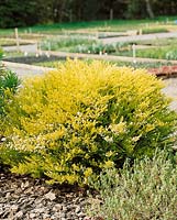 Coleonema calycinum/ Diosma tenuifolia