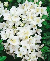 Rhododendron x kurume Ivory Tower