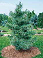 Pinus koraiensis Silveray
