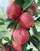 Apfel / Malus domestica Starkrimson