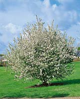 Apfelbaum / Malus domestica tree blühend 