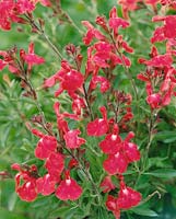 Salvia greggii red